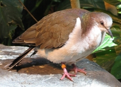 Caribbean Dove